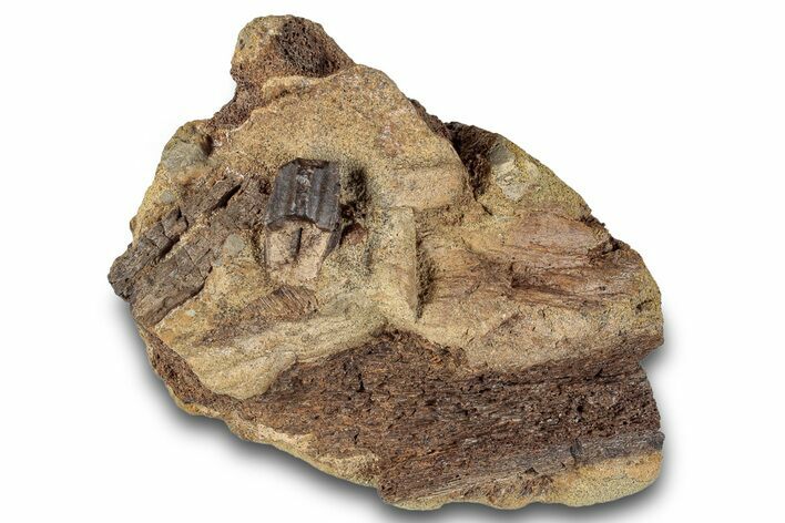 Hadrosaur (Edmontosaurus) Tooth & Bones in Sandstone - Wyoming #265689